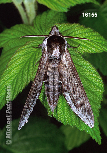 Northern Apple Sphinx (Sphinx poecila)